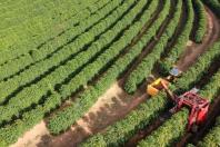 Indicações Geográficas impulsionam e valorizam produção de café de origem