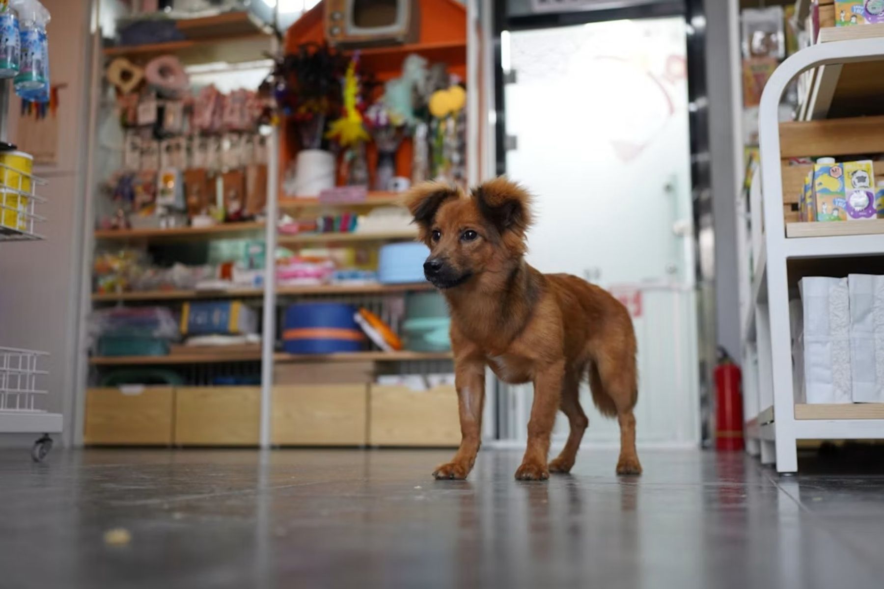 Pesquisa aponta diferenças nos preços de serviços de pet shops em BH; confira