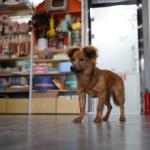 Pesquisa aponta diferenças nos preços de serviços de pet shops em BH; confira