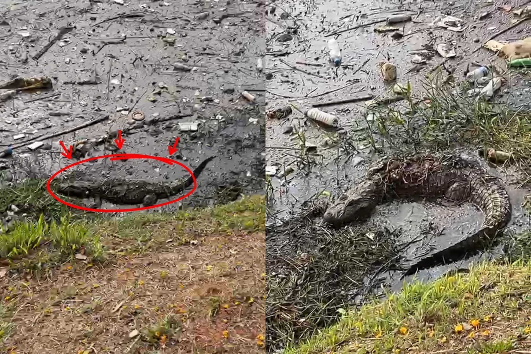 Jacaré é visto mergulhado em pilha de lixo na Lagoa da Pampulha, em Belo Horizonte; veja vídeo