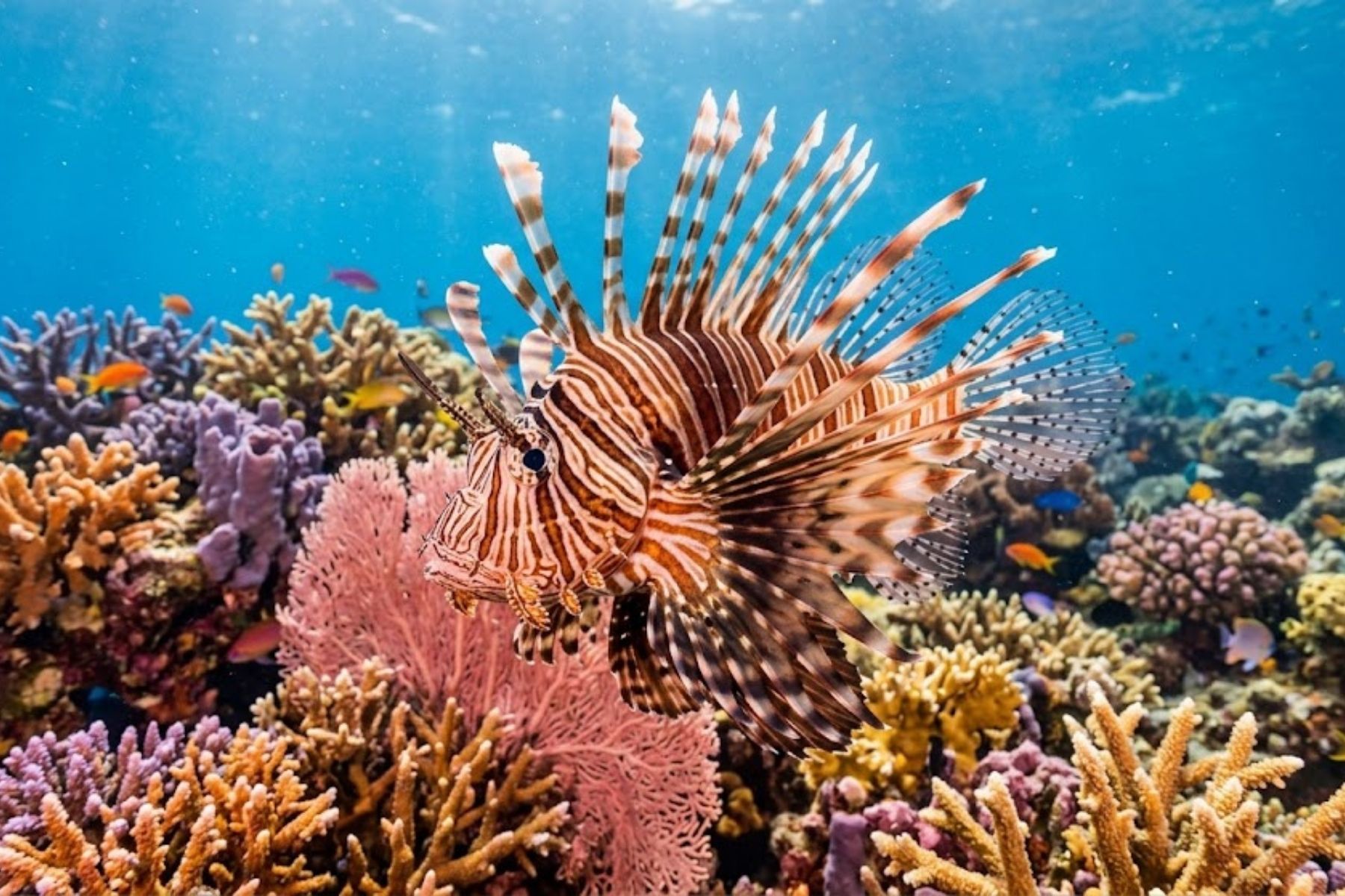 Peixe-leão invasor ameaça costa brasileira; entenda o perigo e a contenção