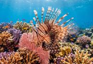 Peixe-leão invasor ameaça costa brasileira; entenda o perigo e a contenção