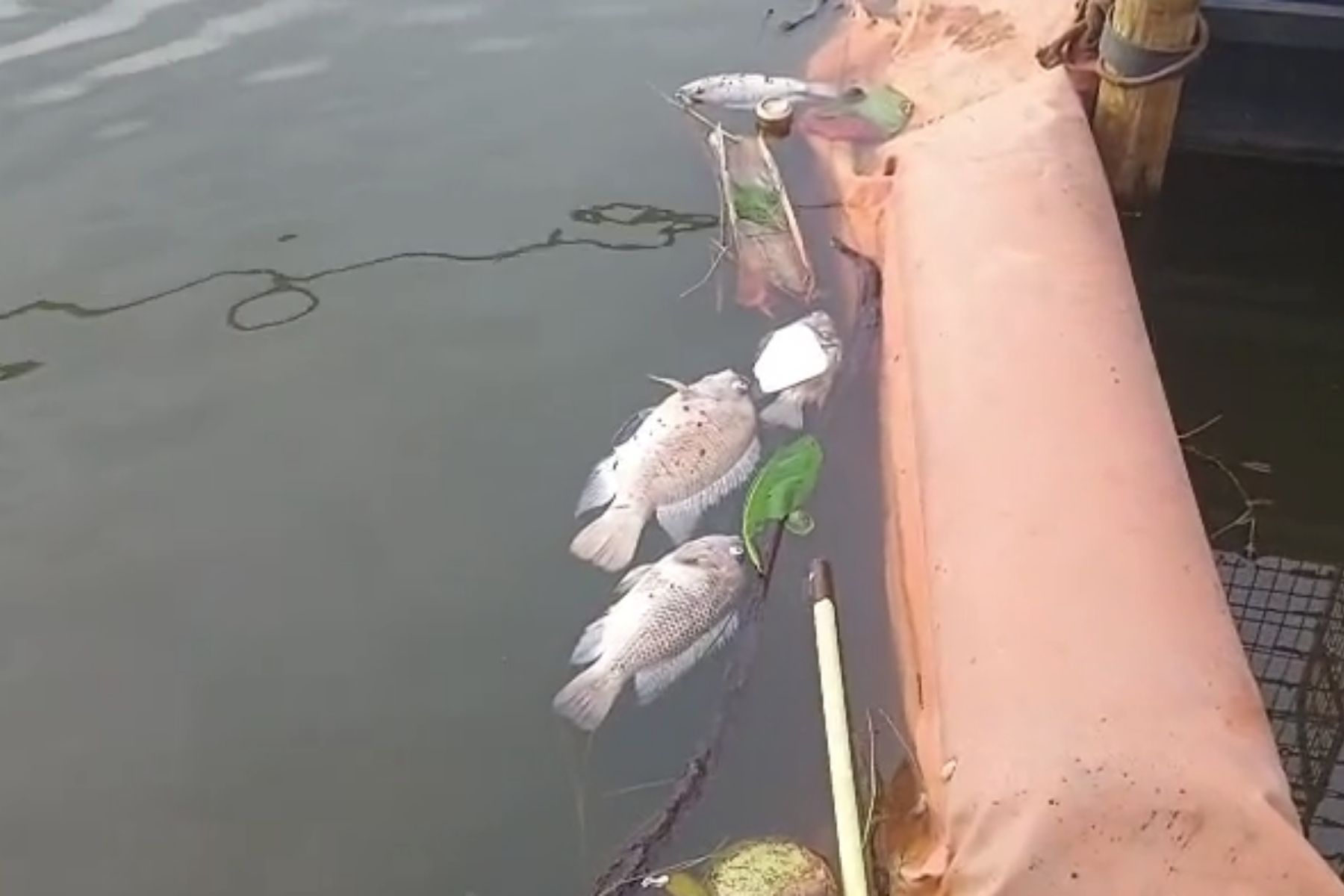 Vídeo: peixes mortos aparecem boiando na Lagoa da Pampulha; PBH investiga