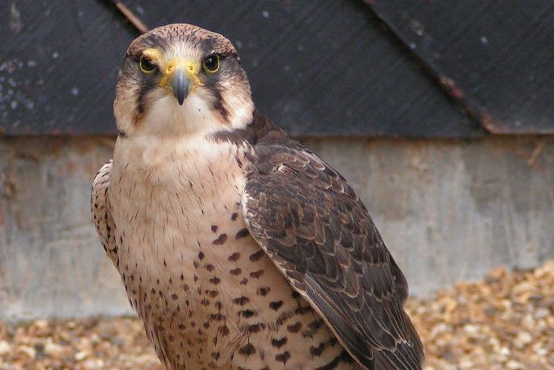 Ave de rapina desapareceu da Espanha após séculos de caça e captura para falcoaria