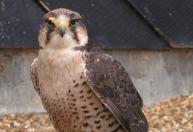 Ave de rapina desapareceu da Espanha após séculos de caça e captura para falcoaria