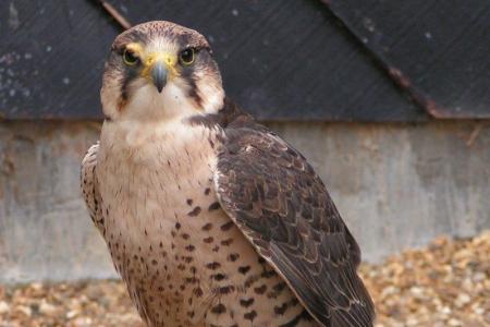 O falcão-borní, ave de rapina que já ocupou amplas áreas da Espanha