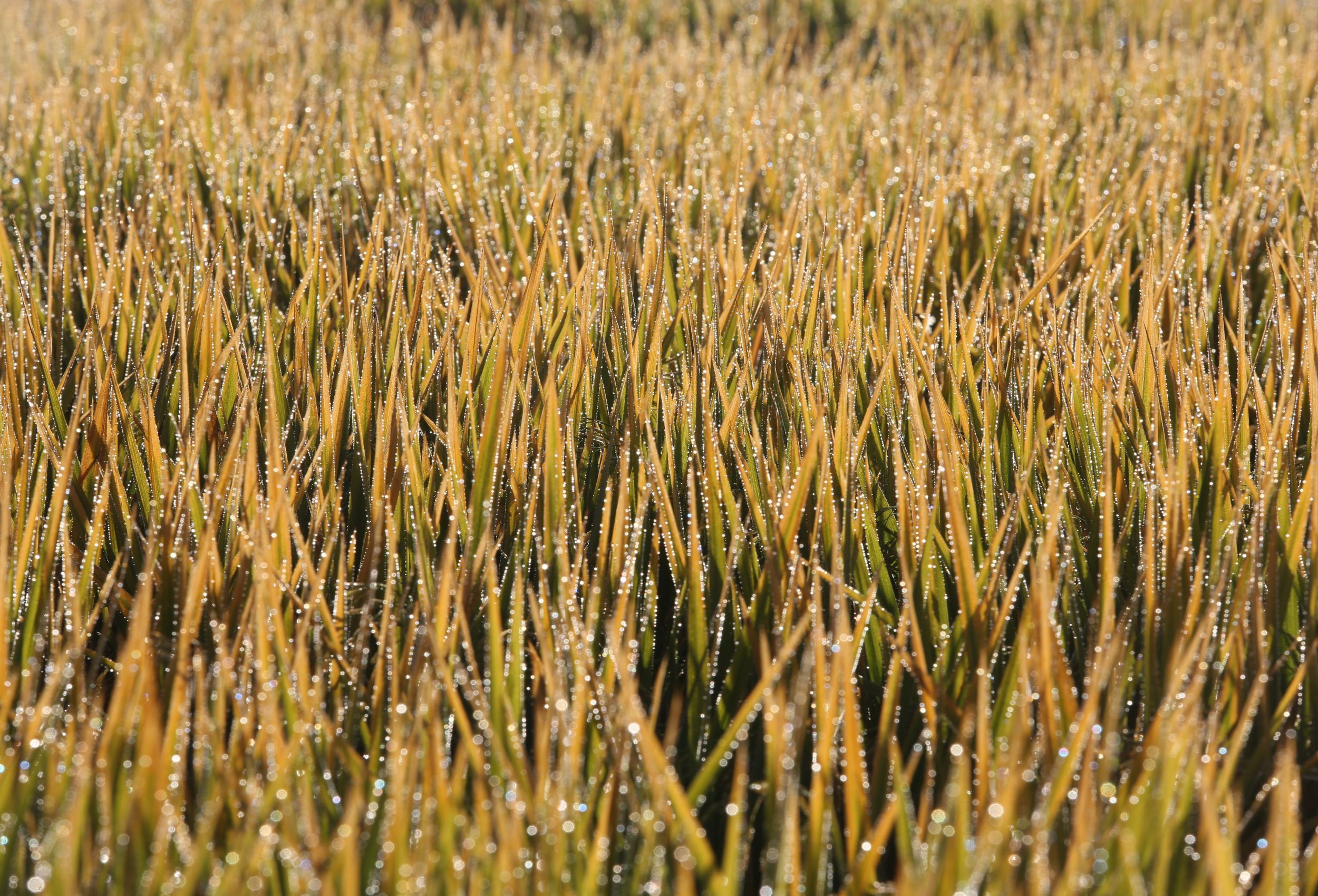 Exportação reaquece mercado do arroz no RS a R$ 90/saca, mas frio e chuvas preocupam no campo