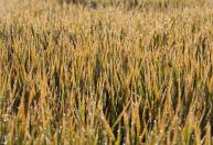 Exportação reaquece mercado do arroz no RS a R$ 90/saca, mas frio e chuvas preocupam no campo
