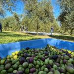 Olivoturismo: simpósio em BH busca transformar olivais brasileiros em rotas turísticas