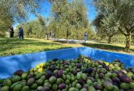 Olivoturismo: simpósio em BH busca transformar olivais brasileiros em rotas turísticas