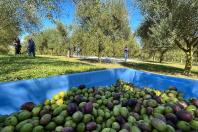 Olivoturismo: simpósio em BH busca transformar olivais brasileiros em rotas turísticas