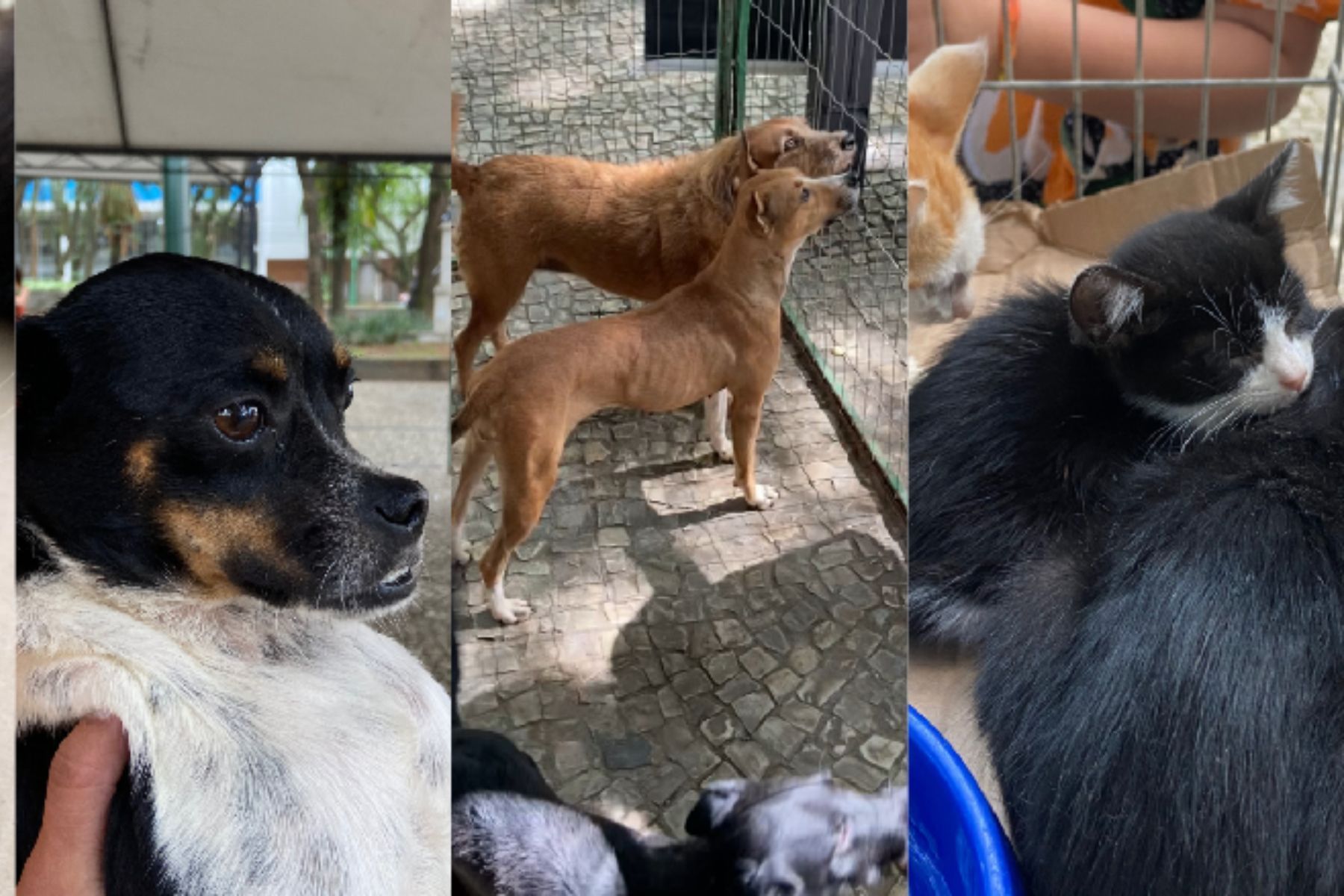 Evento de adoção responsável de cães e gatos será realizado neste sábado (17)