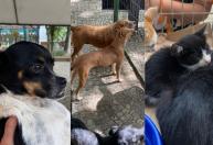 Evento de adoção responsável de cães e gatos será realizado neste sábado (17)