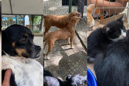 Evento de adoção responsável será realizado neste sábado (17)