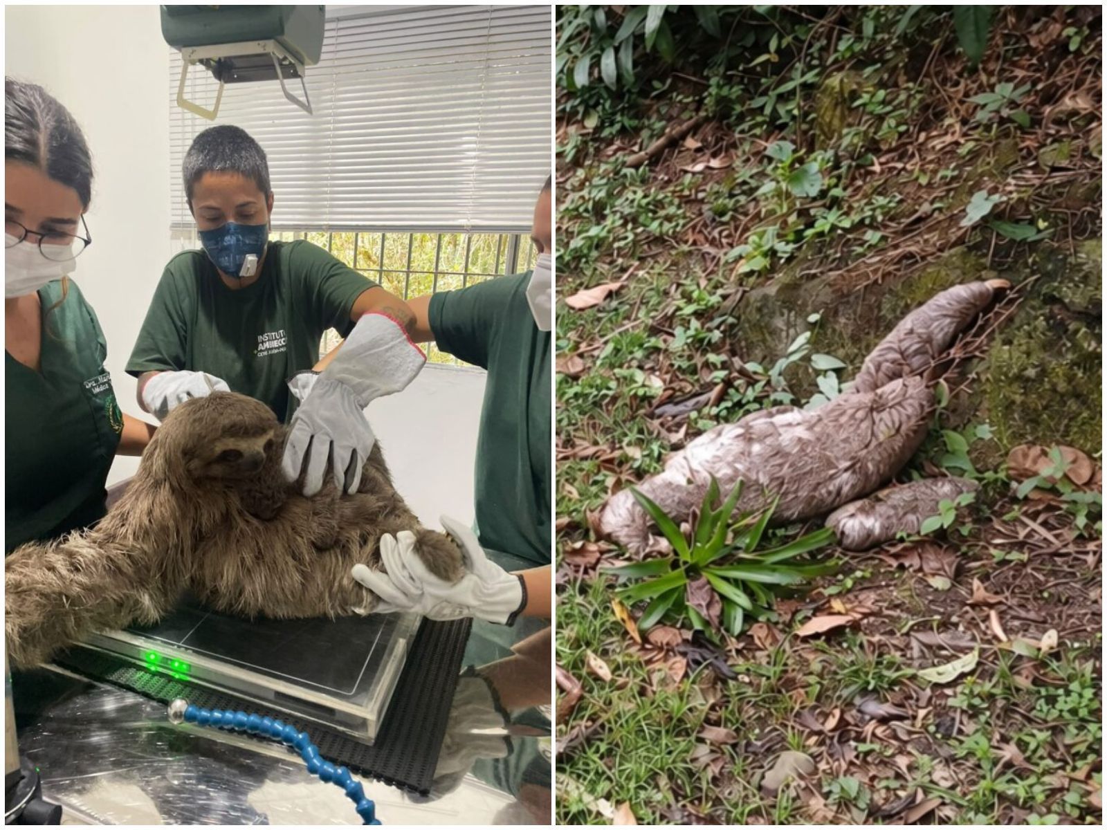 Bicho-preguiça fêmea com filhote nas costas é resgatada em rodovia de São Paulo