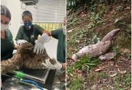 Bicho-preguiça fêmea com filhote nas costas é resgatada em rodovia de São Paulo