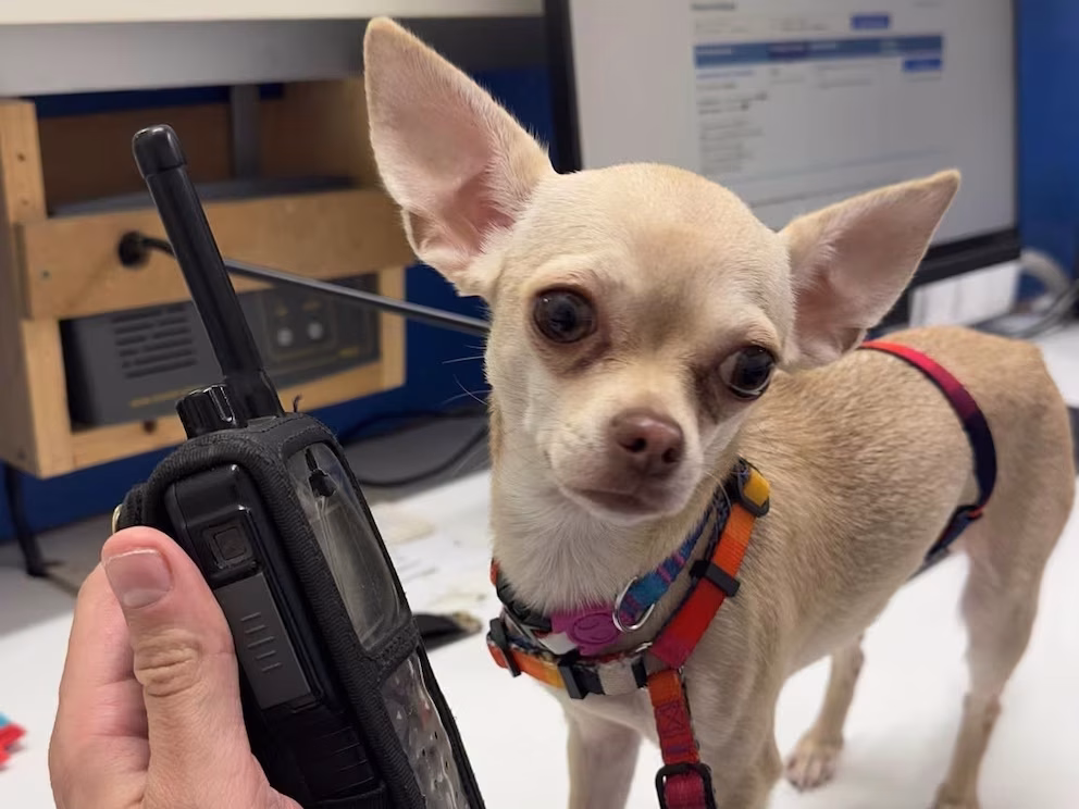 Chihuahua roubada é reconhecida na rua e volta para casa após semanas