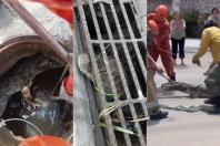 Vídeo: jacaré de mais de 2 metros é resgatado de bueiro em condomínio no RJ