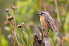 Aves de diferentes espécies podem ser observadas na área do Santuário do Caraça, na Serra do Espinhaço