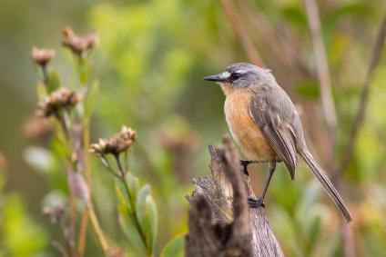 Aves de diferentes espécies podem ser observadas na área do Santuário do Caraça, na Serra do Espinhaço