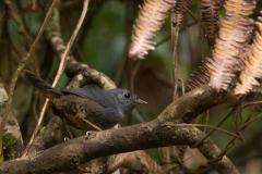 Aves de diferentes espécies podem ser observadas na área do Santuário do Caraça, na Serra do Espinhaço