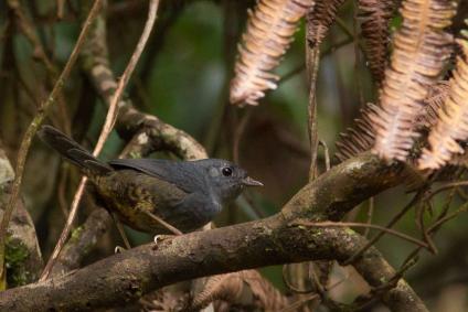 Aves de diferentes espécies podem ser observadas na área do Santuário do Caraça, na Serra do Espinhaço
