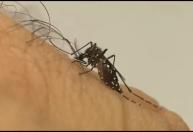 Prefeitura de Varginha suspende mutirão da dengue na próxima semana e realiza 4º LIRAa do ano
