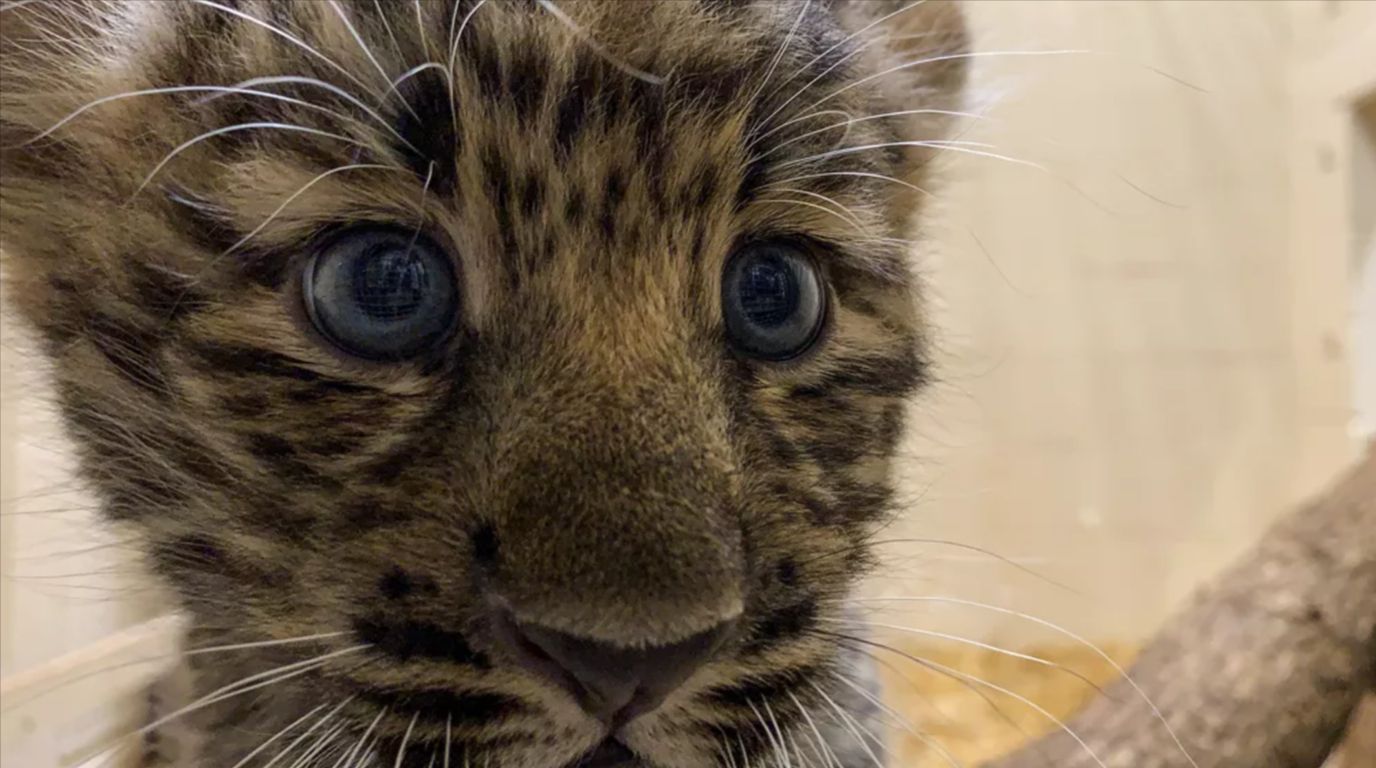 Nascimento de leopardo-de-amur em zoológico traz esperança para preservação da espécie