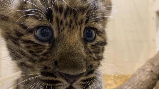 Filhote de leopardo-de-amur