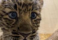 Nascimento de leopardo-de-amur em zoológico traz esperança para preservação da espécie