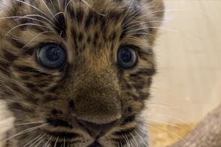 Nascimento de leopardo-de-amur em zoológico traz esperança para preservação da espécie
