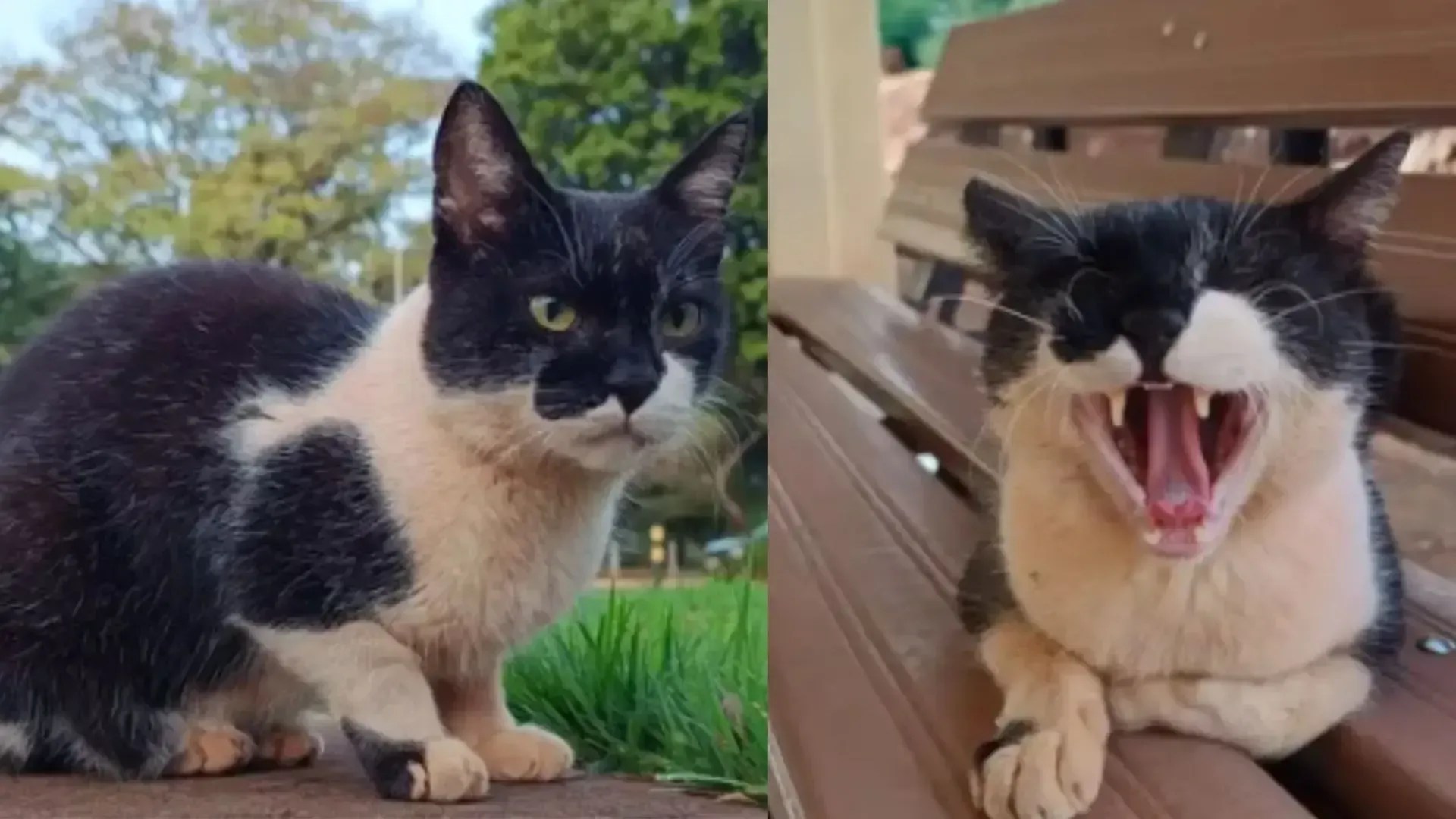 Gato mais querido da UFMS é adotado após 11 anos no campus e emociona alunos