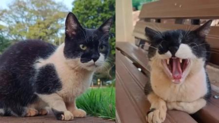 gato bartho reitor felino ufms