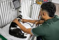 Centro Avançado de Saúde Animal, em BH, completa um mês com quase mil atendimentos de cães e gatos