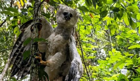 Harpia, uma das maiores aves de rapina das Américas, pousada no tronco de uma árvore em meio à vegetação densa da floresta amazônica.