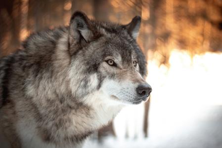 Imagem ilustrativa de um lobo
