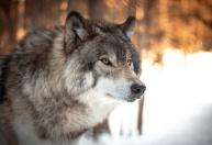 Criança fica gravemente ferida ao ser atacada por lobo na Alemanha