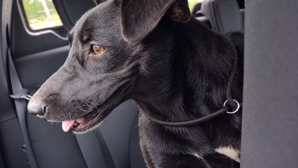 Microchip em cadela abandonada leva polícia até tutor, que acaba preso em SP