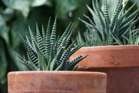 Planta-zebra é uma planta resistente e charmosa