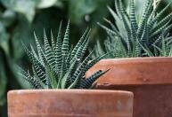 Planta-zebra: a charmosa suculenta que deixa a casa mais bonita sem exigir muitos cuidados