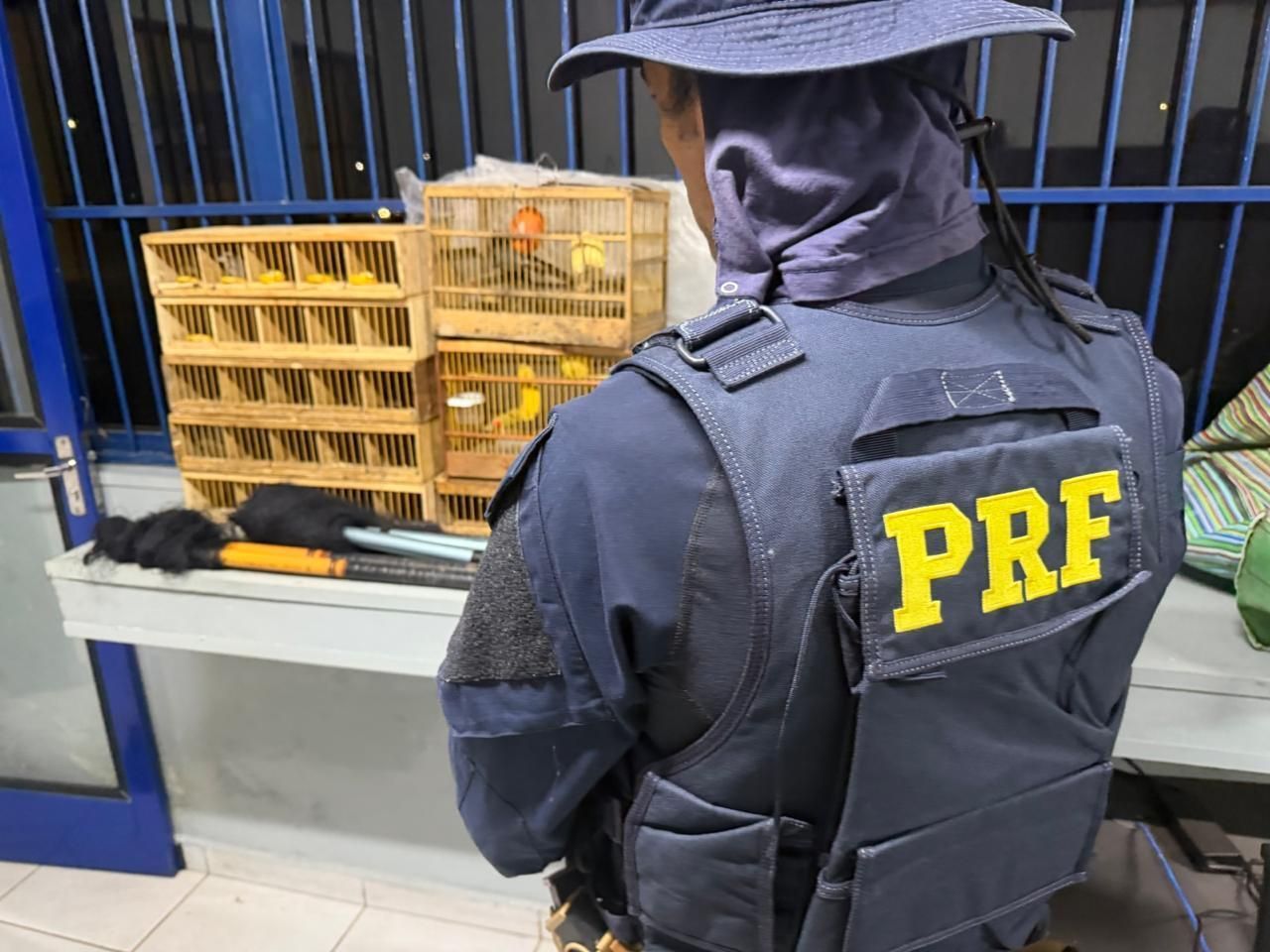 PRF apreende 16 aves silvestres transportadas ilegalmente e autua três homens na BR-146, em Poços de Caldas