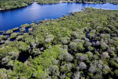 Após vitória de Lula, Holanda quer investir US$ 500 milhões em fundo de florestas tropicais liderado pelo Brasil