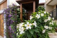 Conheça 10 trepadeiras para frente de casa que deixam a entrada mais bonita